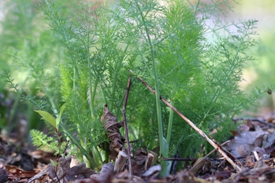 Fenchel roh essen