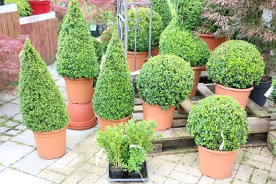 buxus