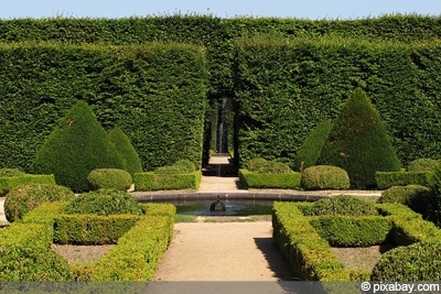 Buchsbaumhecke pflanzen