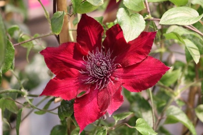 Clematis