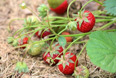 Erdbeeren düngen