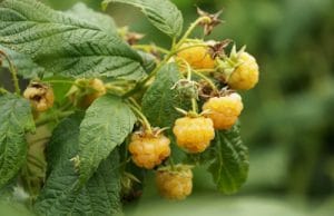 Himbeeren düngen