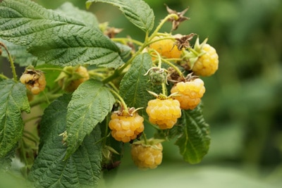 Himbeeren düngen