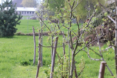 Obstbäume düngen