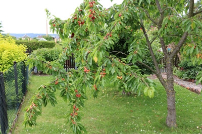 Kirschbaum-Blätter Blattkrankheiten