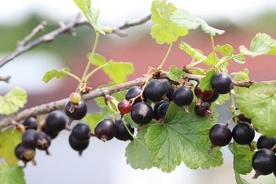 schwarze Johannisbeeren schneiden