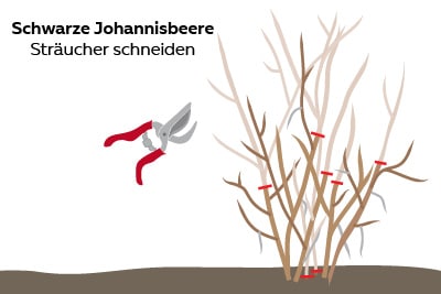 schwarze Johannisbeeren schneiden