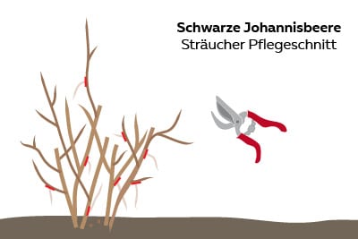 schwarze Johannisbeeren schneiden