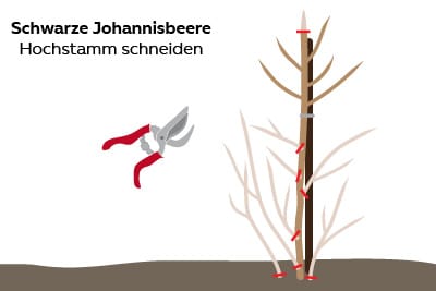 schwarze Johannisbeeren schneiden