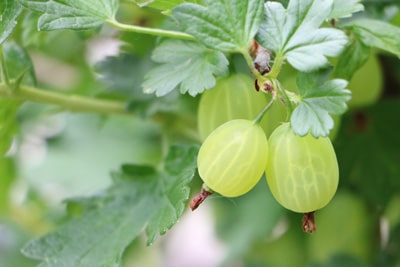 Stachelbeeren