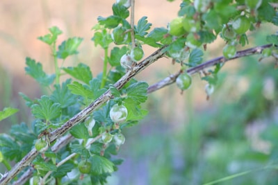 Stachelbeersorten