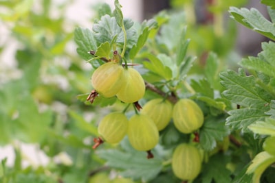 Stachelbeersorten Obst Gemüse Unterschied