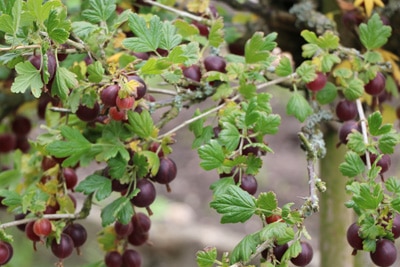 Stachelbeeren