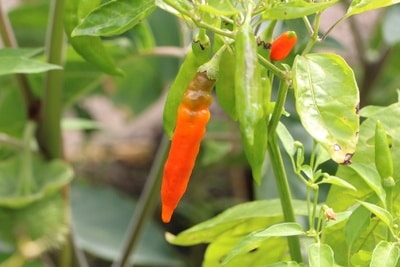 Nachtschattengewächs Paprika