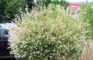 Bäume klein halten Harlekinweide