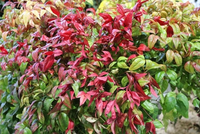 Himmelsbambus Nandina domestica Himmelsbambus Nandina domestica