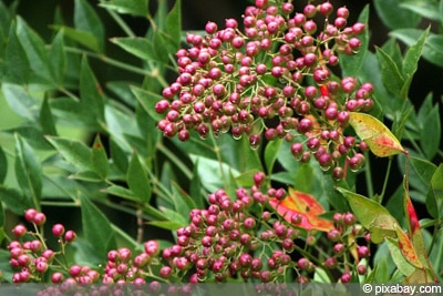 Himmelsbambus Nandina domestica