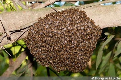 Bienennest entfernen