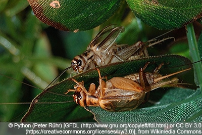 Heimchen Acheta domesticus