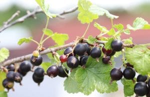 Ribes nigrum