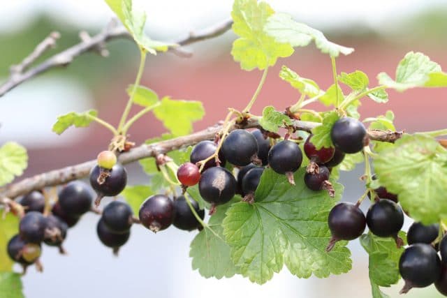 Ribes nigrum