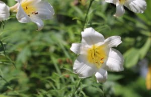 Trompetenlilien – Lilium regale