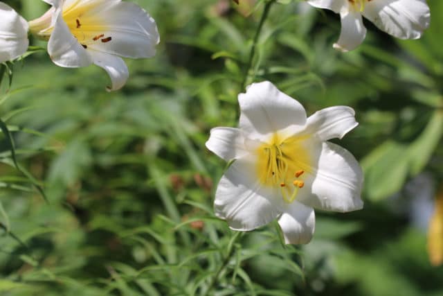 Trompetenlilien – Lilium regale