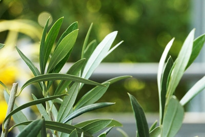 Olivenbaum Olea europaea