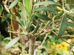 Olivenbaum Olea europaea