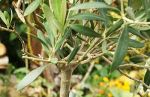 Olivenbaum Olea europaea