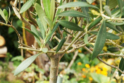 Olivenbaum Olea europaea