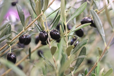 Olivenbaum Olea europaea