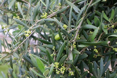 Olivenbaum Olea europaea