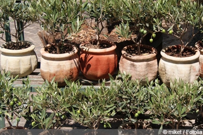 Olea europaea