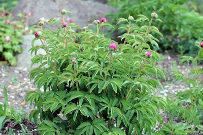 Pfingstrose Paeonia