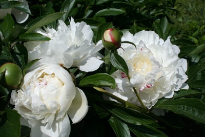 Pfingstrose Paeonia