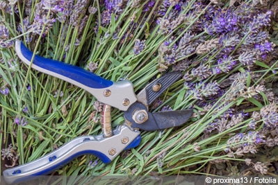 Lavendel schneiden