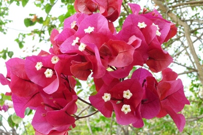 Drillingsblume Bougainvillea