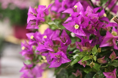 Drillingsblume Bougainvillea