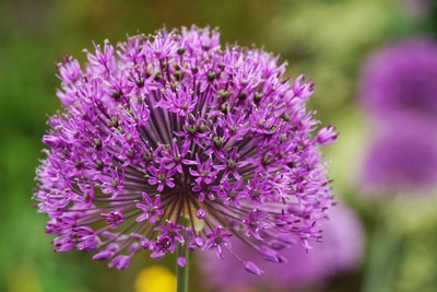 Riesen Lauch Allium giganteum