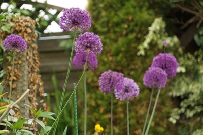 Riesen Lauch Allium giganteum