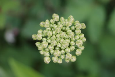 Riesen Lauch Allium giganteum