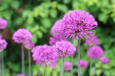 Riesen Lauch Allium giganteum