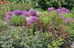 Riesen Lauch Allium giganteum