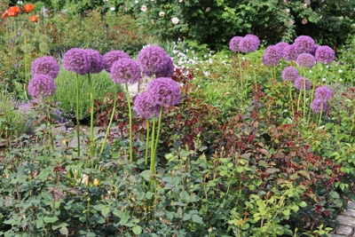 Riesen Lauch Allium giganteum