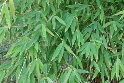 Bambus schneiden