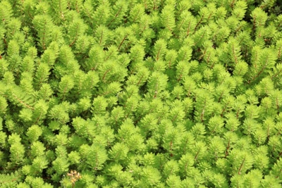 Tausendblatt Süßwasserpflanze Myriophyllum