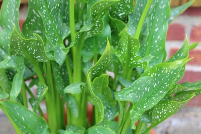 Calla blüht nicht