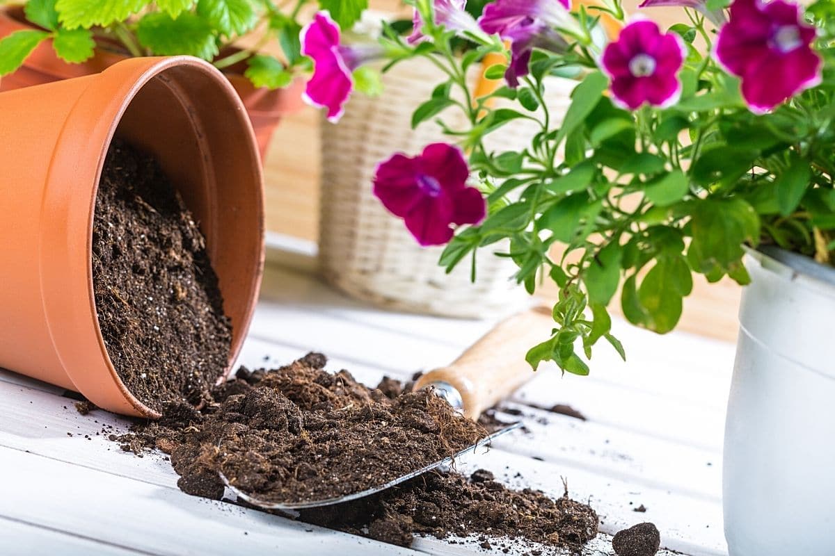 blumenerde aus kokosfasern