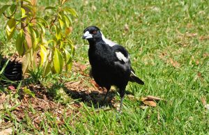 Elster im Garten vertreiben